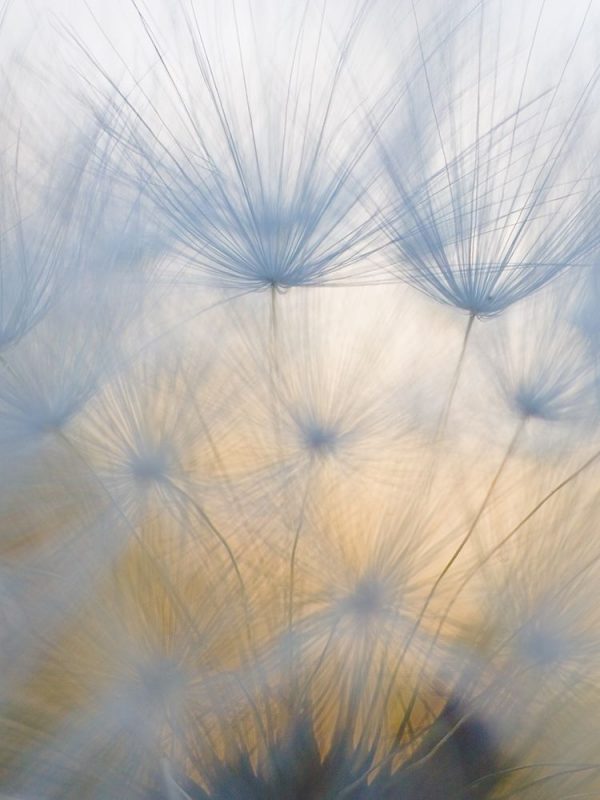 Salsify Seeds II