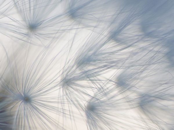 Salsify Seeds III