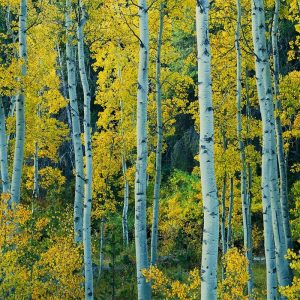 Aspen Tapestry I