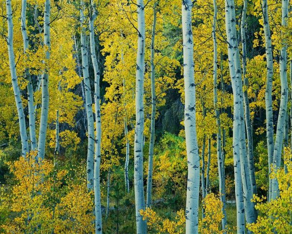 Aspen Tapestry I