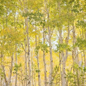 Aspen Tapestry II