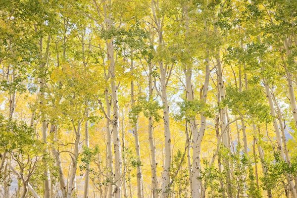 Aspen Tapestry II