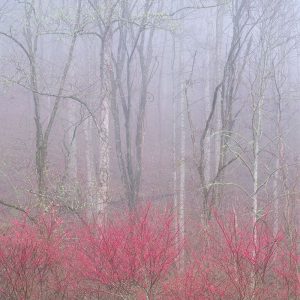 Redbud in Fog