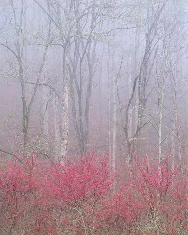 Redbud in Fog