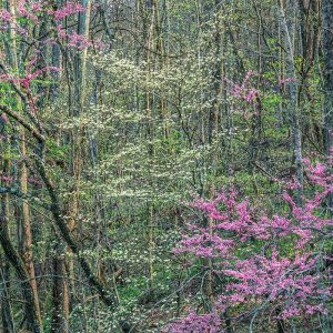 Redbud and Dogwood II