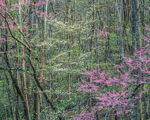 Redbud and Dogwood II