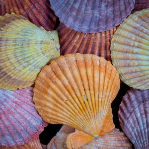 Tropic Shells I