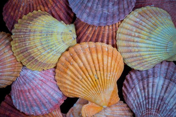 Tropic Shells I