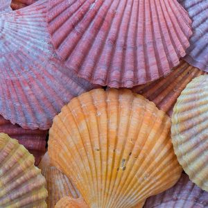 Tropic Shells III