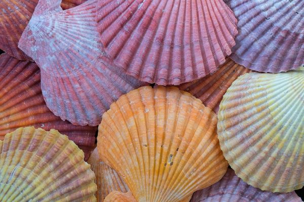 Tropic Shells III