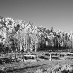 Aspens Moon