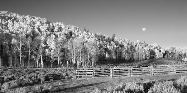 Aspens Moon