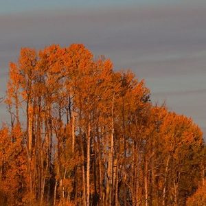 Fall Trees Moon 1