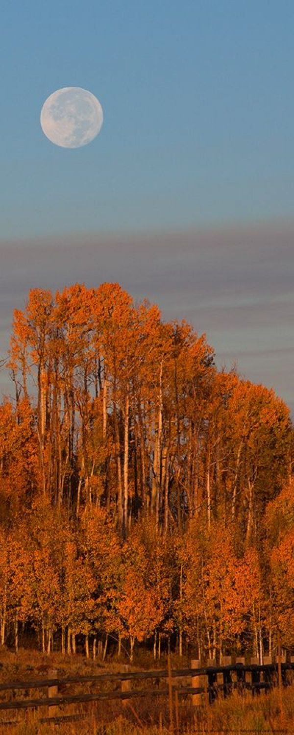 Fall Trees Moon 1