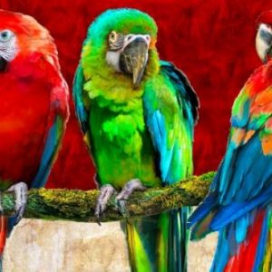 Parrot Art Red