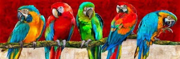 Parrot Art Red