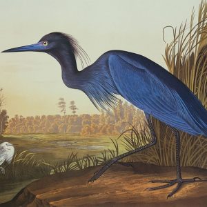 Blue Crane Or Heron