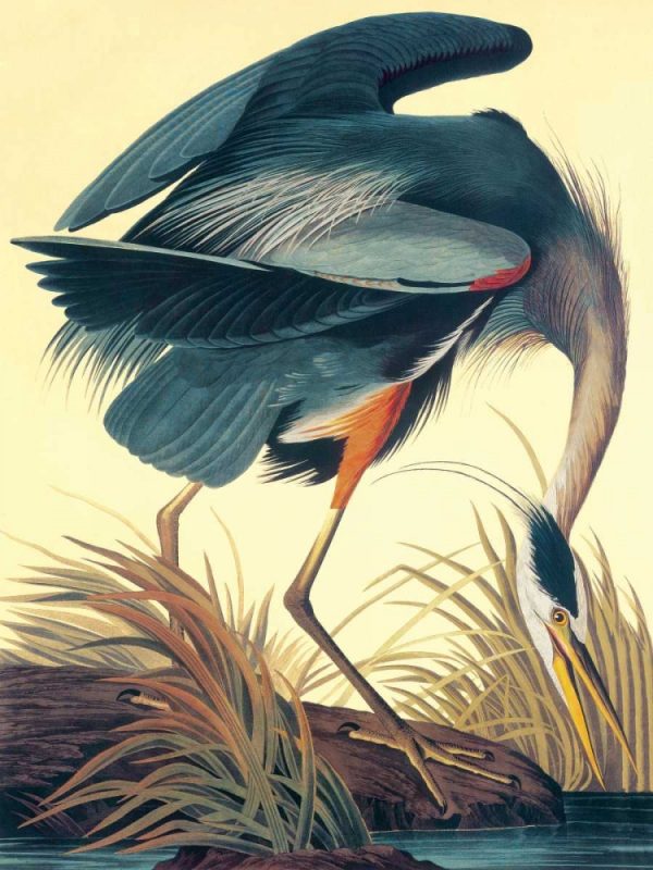 Great Blue Heron