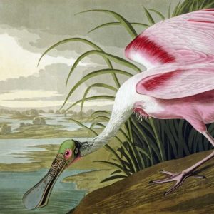 Roseate Spoonbill