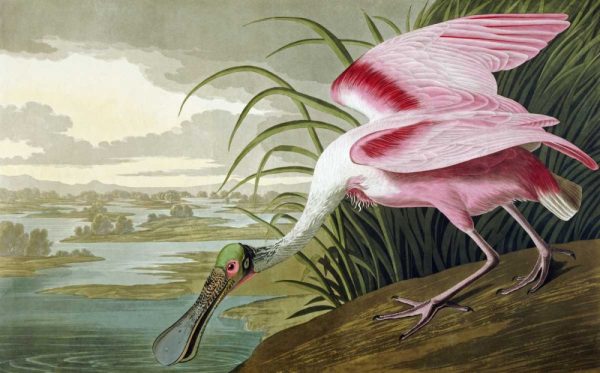 Roseate Spoonbill