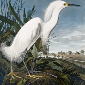 Snowy Heron