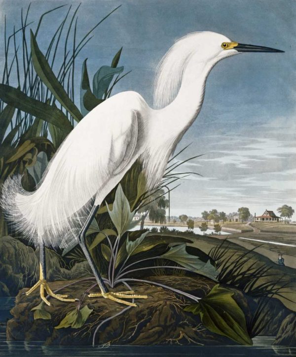 Snowy Heron