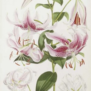 A Monograph of The Genus Lilium