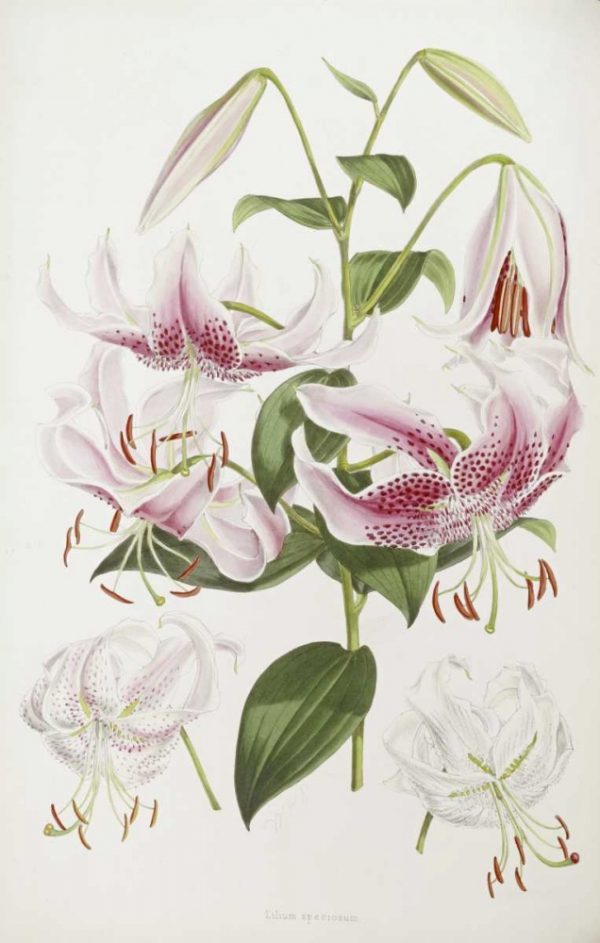 A Monograph of The Genus Lilium