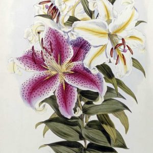 A Monograph of The Genus Lilium