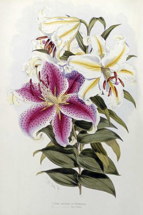 A Monograph of The Genus Lilium