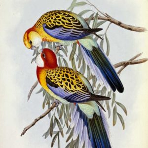 Eastern Rosella