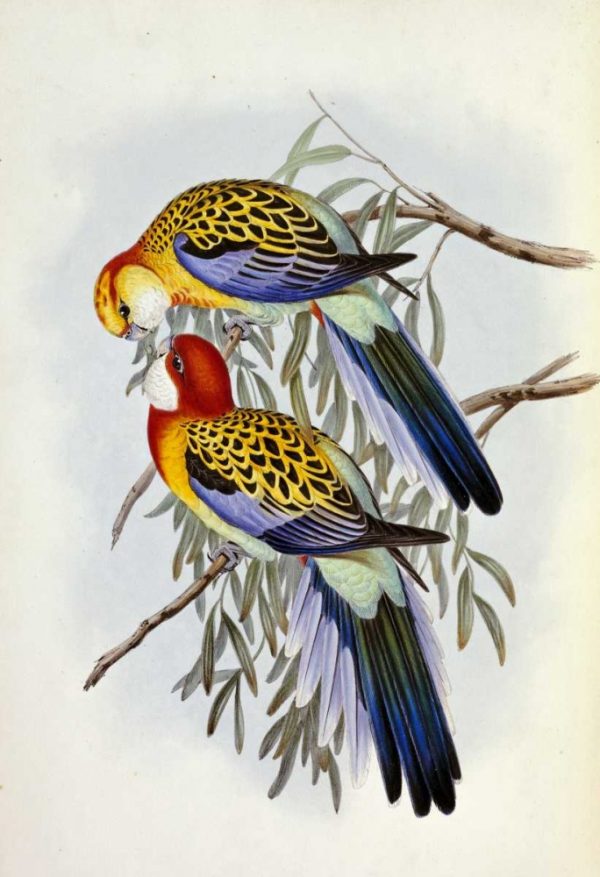 Eastern Rosella