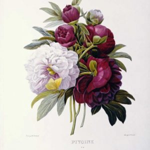 Peonies