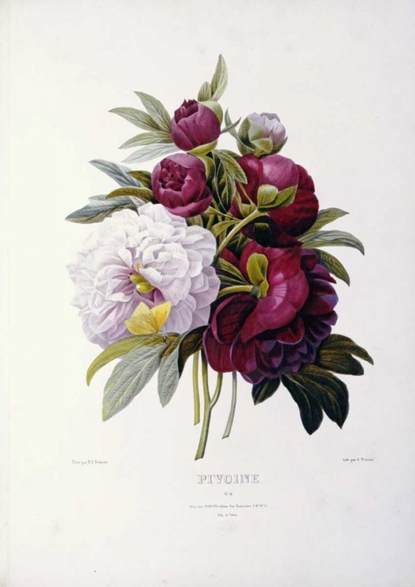 Peonies