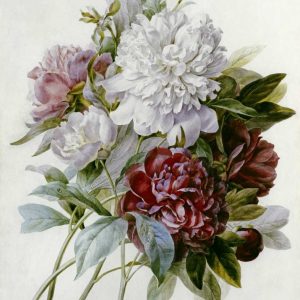 A Bouquet of Red, Pink and White Peonies