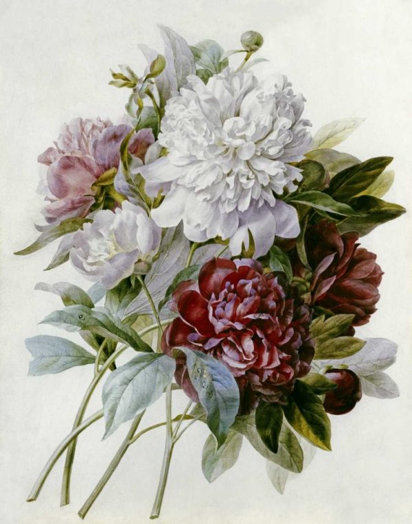 A Bouquet of Red, Pink and White Peonies