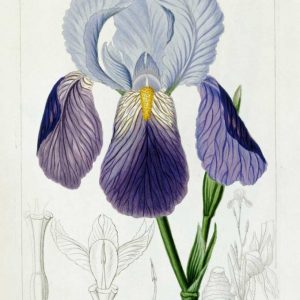 Bearded Iris