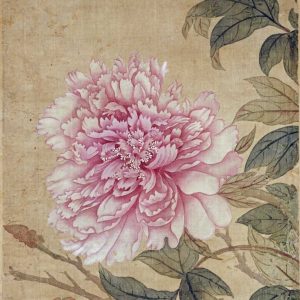 Peony