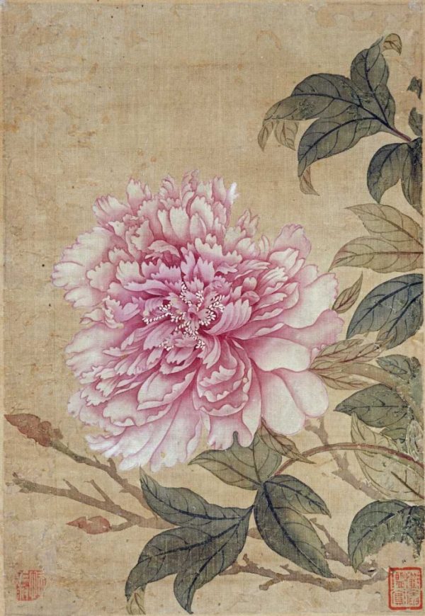 Peony