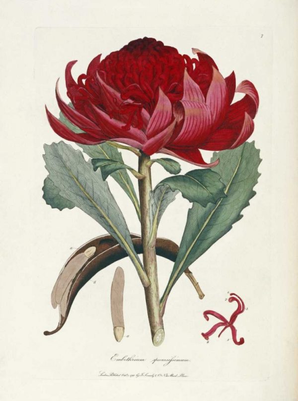 A Specimen of The Botany of New Holland