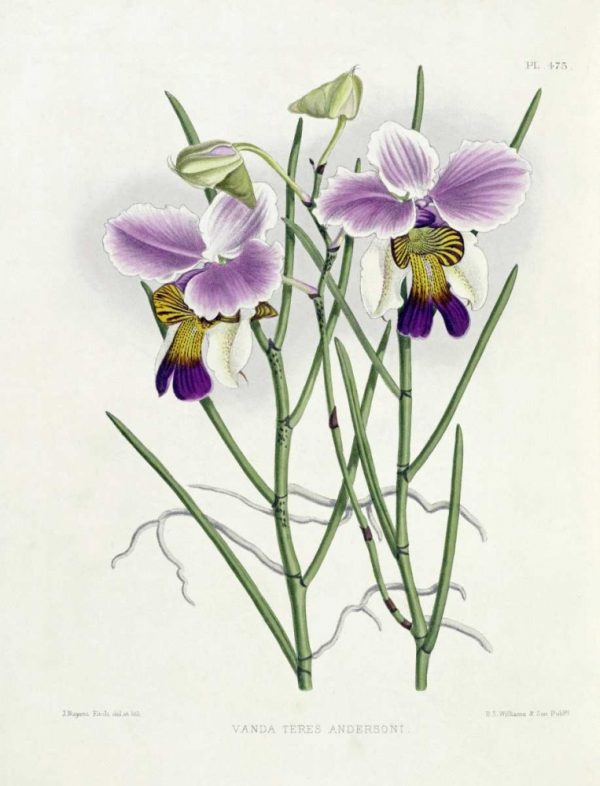 The Orchid Album Plate 475