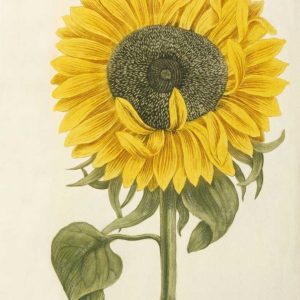 Sun Flower