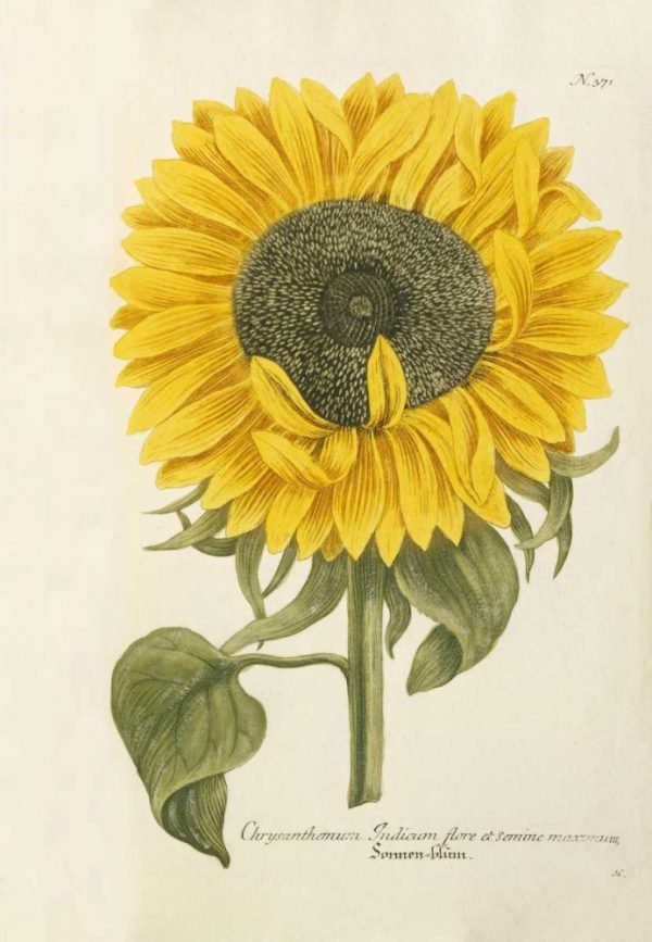 Sun Flower