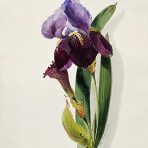 A Flag Iris