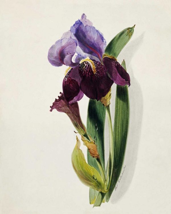 A Flag Iris