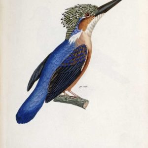 Malagasy Kingfisher