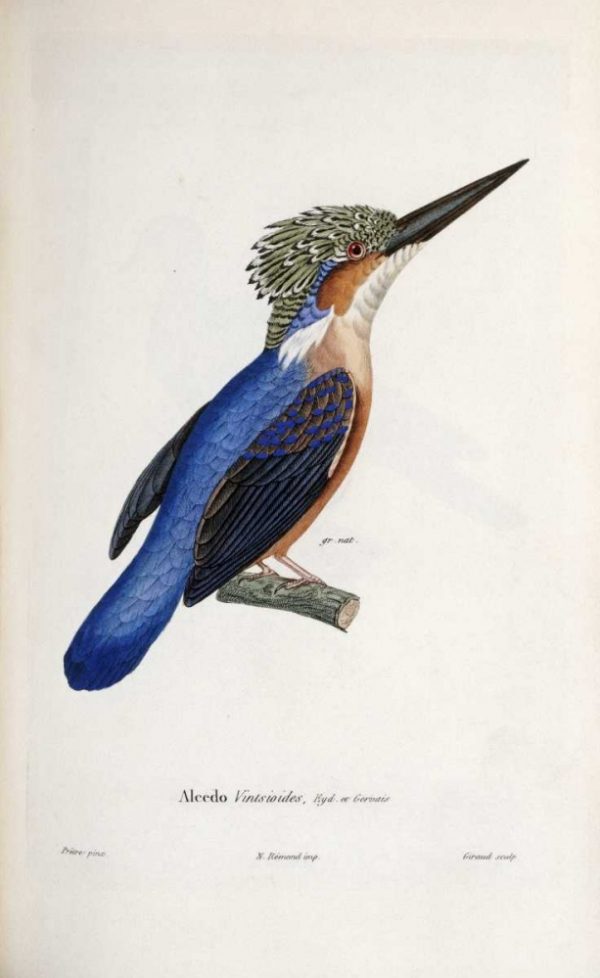 Malagasy Kingfisher