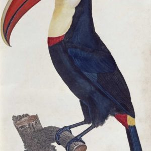 Toucan