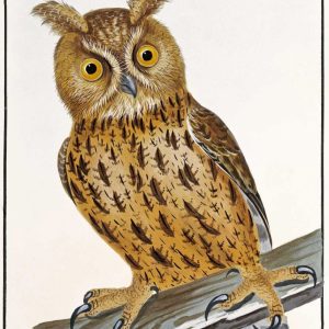 Owl