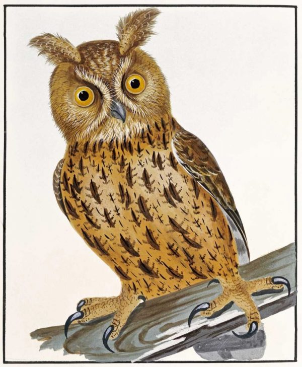 Owl